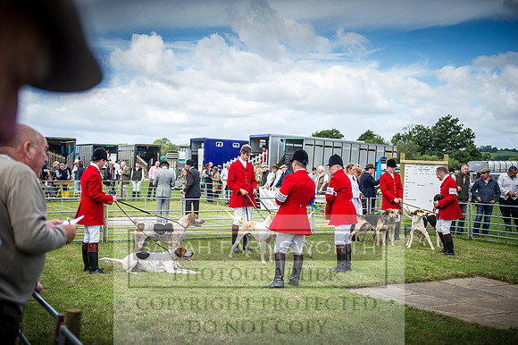 Honiton Hound Show 2016-21
