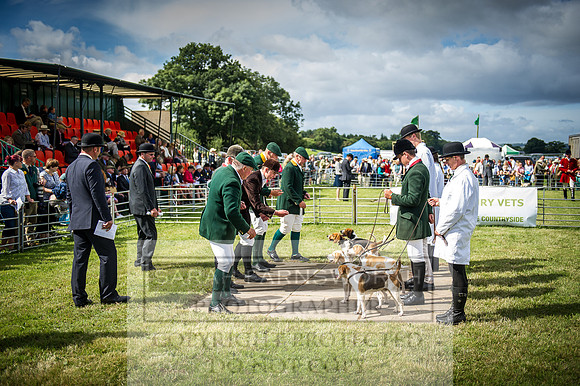 Honiton Hound Show 2016-34