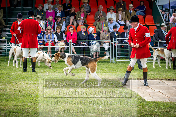 Honiton Hound Show 2016-51