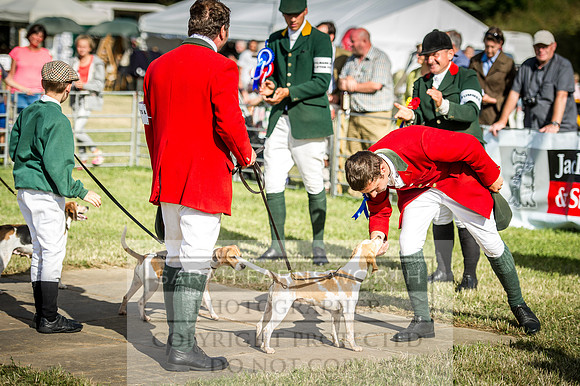 Honiton Hound Show 2016-263