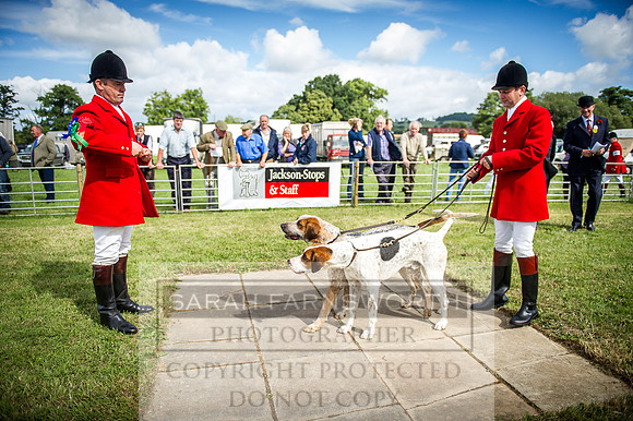 Honiton Hound Show 2016-23