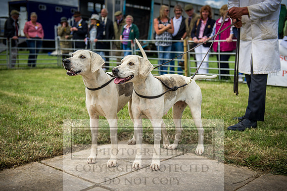 Honiton Hound Show 2016-99