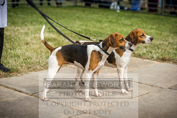 Honiton Hound Show 2016-204
