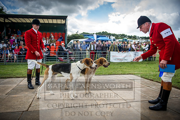 Honiton Hound Show 2016-55