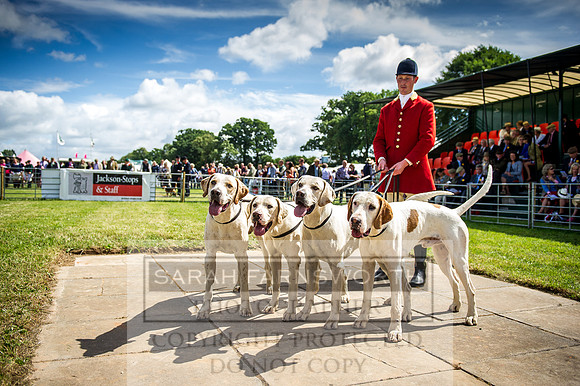 Honiton Hound Show 2016-95