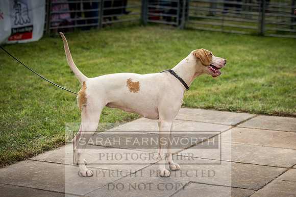 Honiton Hound Show 2016-159