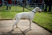 Honiton Hound Show 2016-6