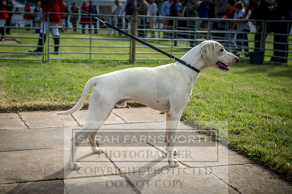 Honiton Hound Show 2016-6
