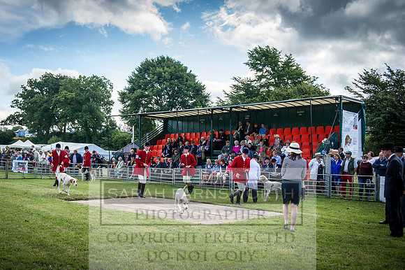 Honiton Hound Show 2016-60