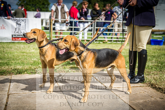 Honiton Hound Show 2016-37