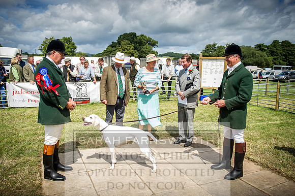 Honiton Hound Show 2016-138