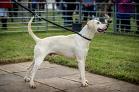 Honiton Hound Show 2016-18