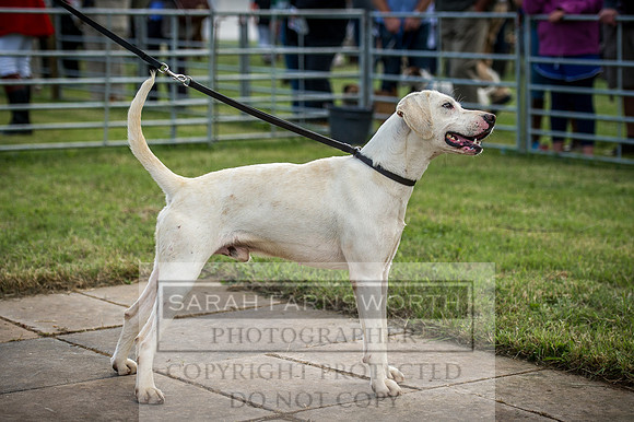 Honiton Hound Show 2016-18
