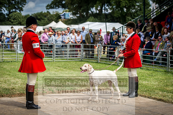 Honiton Hound Show 2016-181