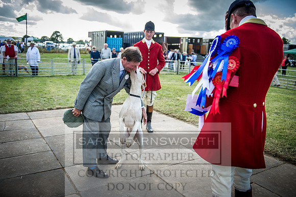Honiton Hound Show 2016-269