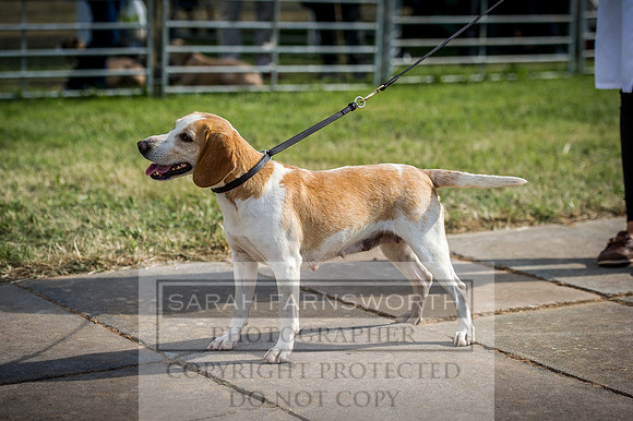 Honiton Hound Show 2016-231