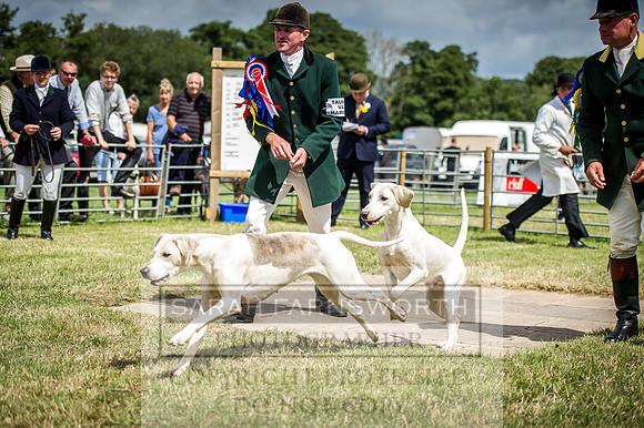 Honiton Hound Show 2016-139