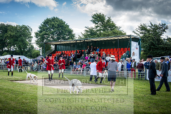 Honiton Hound Show 2016-61