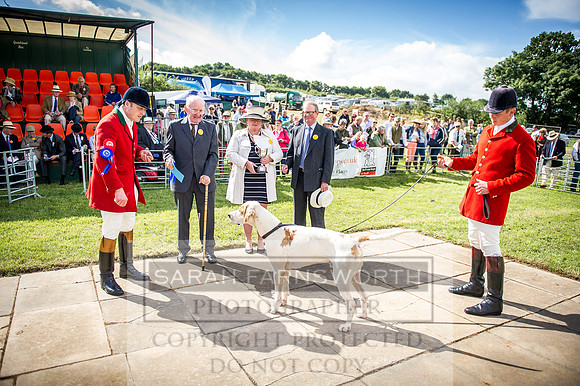 Honiton Hound Show 2016-31