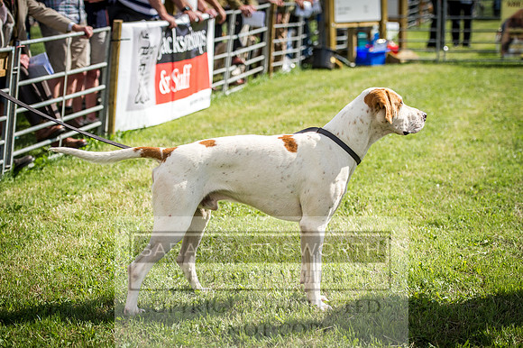 Honiton Hound Show 2016-29
