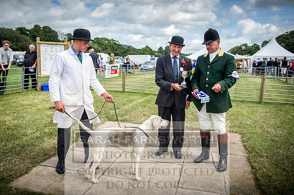 Honiton Hound Show 2016-136