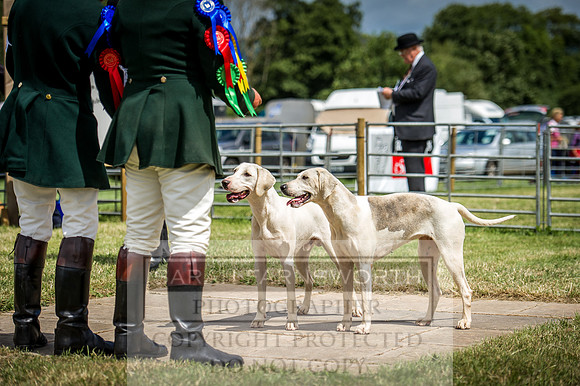 Honiton Hound Show 2016-141
