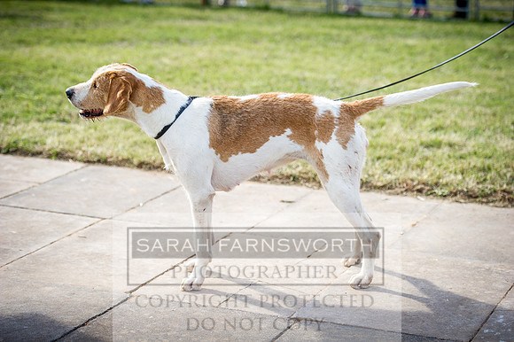 Honiton Hound Show 2016-240