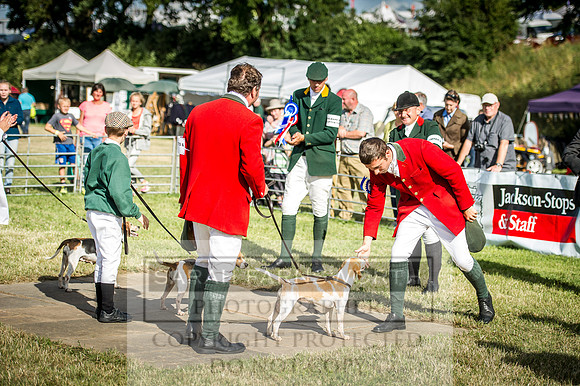 Honiton Hound Show 2016-262