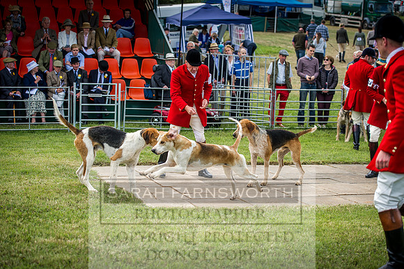 Honiton Hound Show 2016-53