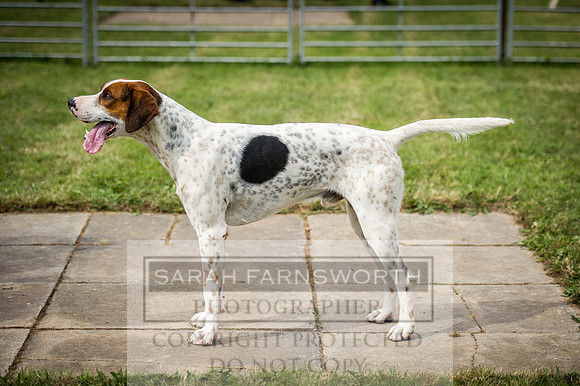 Honiton Hound Show 2016-43