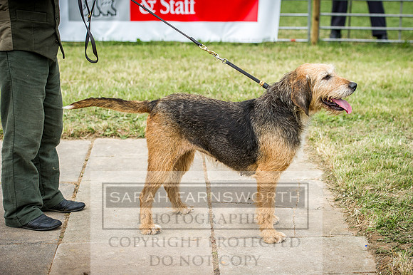 Honiton Hound Show 2016-213