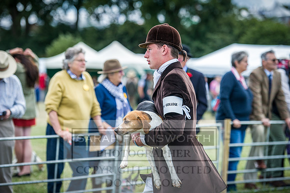 Honiton Hound Show 2016-74
