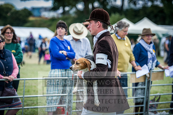 Honiton Hound Show 2016-75