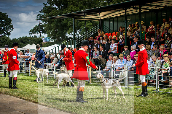 Honiton Hound Show 2016-157