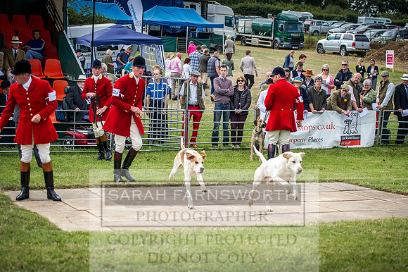 Honiton Hound Show 2016-52
