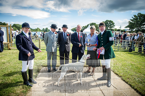 Honiton Hound Show 2016-67