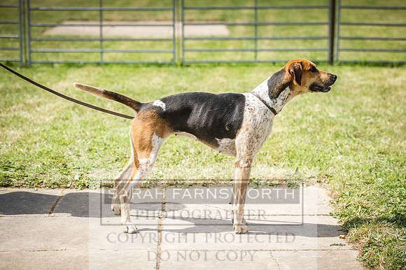Honiton Hound Show 2016-116