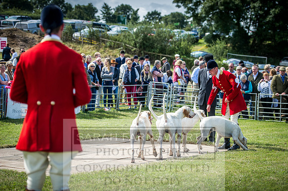 Honiton Hound Show 2016-83