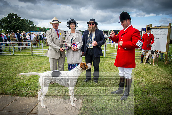 Honiton Hound Show 2016-42