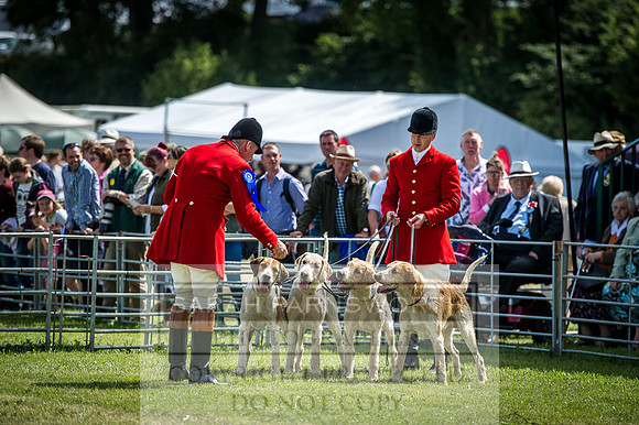 Honiton Hound Show 2016-91