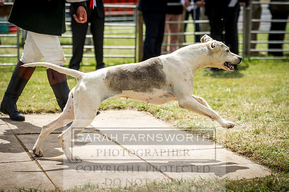 Honiton Hound Show 2016-149