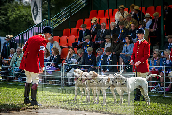 Honiton Hound Show 2016-92