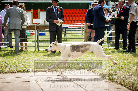 Honiton Hound Show 2016-147