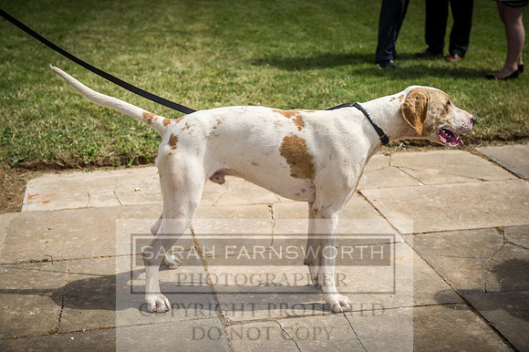 Honiton Hound Show 2016-110