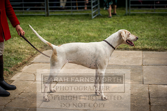 Honiton Hound Show 2016-183