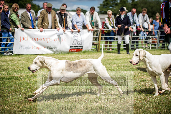 Honiton Hound Show 2016-140