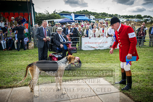 Honiton Hound Show 2016-102