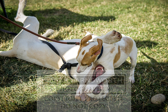 Honiton Hound Show 2016-229