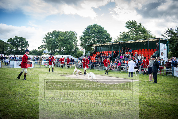 Honiton Hound Show 2016-62