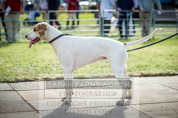 Honiton Hound Show 2016-273